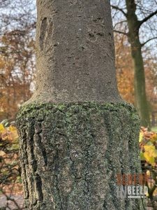 Zoekplaatjes uit Grolle