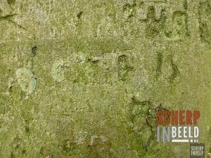 Zoekplaatjes uit Groenlo : Waar staat deze boom met een zeer oude liefdesverklaring ?