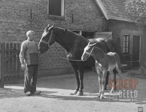 Bierbrouwerij Grolsch: Brouwerij. Paardenstal. Bron: Stadsmuseum Groenlo.