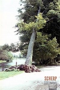 Windhoos 13 augustus 1966: Geweldige krachten kwamen los om deze bomen te vellen.