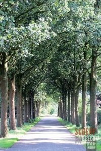 Zoekplaatjes uit Groenlo