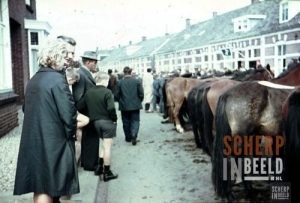 Jaarlijkse paarden en ponymarkt : Deze foto is gespiegeld.